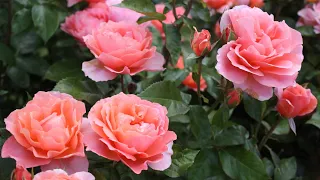 РОЗЫ ФЛОРИБУНДА. РАЗНООБРАЗИЕ ОКРАСОК И ФОРМЫ. Beautiful roses. Floribunda. Rose garden.