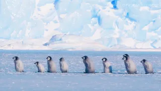 Relaxing Southern Ocean Sounds and Baby Emperor Penguins March - 8 Hours