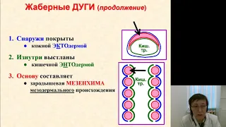 Гистология 2.Развитие лица и ротовой полости