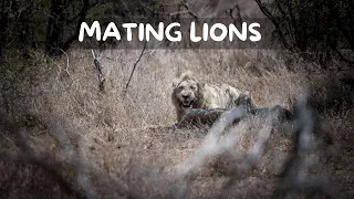 Kruger National Park | Casper the white lion mating |Satara | Episode 6
