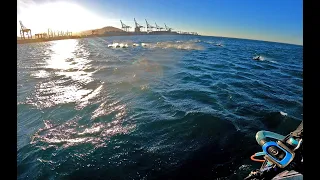 Speed Foiling With "My Dolphins" at Cape Town Harbour | Andy Laufer