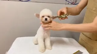 Little Poodle Grooming By Asian Groomer | What's A Pity Puppy (Poodle)