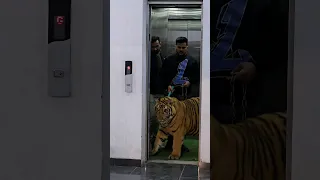 Beautiful Bengal Tiger Walks in Chain | Nouman Hassan |