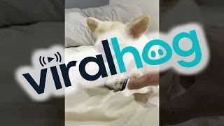 Pino Doesn't Want to Part with Favorite Yogurt || ViralHog