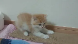 子猫のでーの爪とぎ