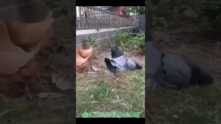 PIGEON PRETENDING TO BE A CHICKEN 🐔