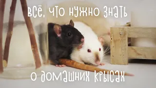 Вся правда о домашних крысах
