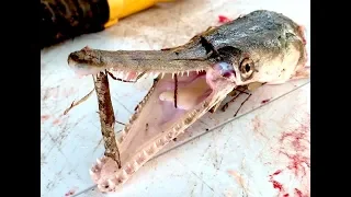 ABSOLUTE  EASY / FAST WAY TO CLEAN A GAR FISH !