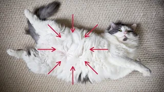 The Reason Your Cat Rolls Over When Seeing You is Shocking