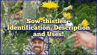 Sow Thistles - Identification, Description and Some Edible and Medicinal Uses