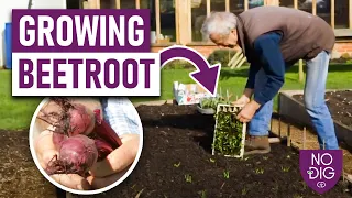 Mastering Beetroot: Tips for Successful Early Sowings and Year-Round Harvest