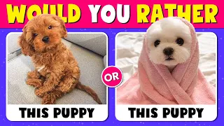 Would You Rather...? Animals Edition 🐶😺 Quiz Time