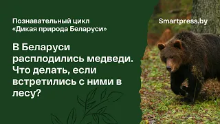 В Беларуси расплодились медведи. Что делать, если встретились с ними в лесу?