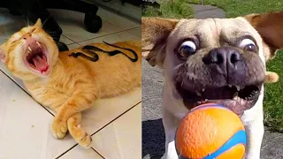 Try Not to Laugh - Funniest Dogs And Cats Video Compilation #13