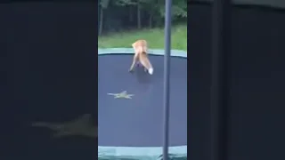 Fox Discovers Trampoline