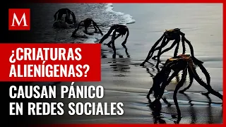 ¿Qué es eso? ‘Criaturas’ saliendo del mar causan PÁNICO en redes sociales