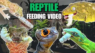 FEEDING MY PET REPTILES SILKWORMS! SKINKS, GECKOS, FROGS AND MORE! SILKWORM FEEDING VIDEO