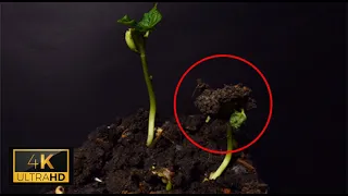 Beans growing time lapse 14 days