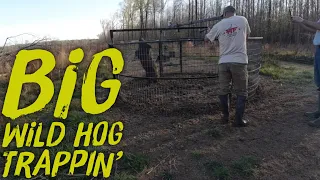 BIG WILD HOG TRAPPING 🐗🐗🐗Almost Jumped Out😲