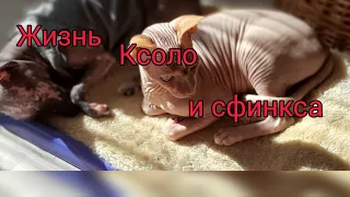 Ксоло и Сфинкс.Жизнь без прикрас.