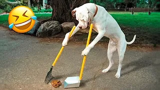 Funniest Animals 😄 New Funny Cats and Dogs Videos 2024 😹🐶 Part 147