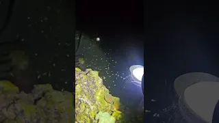 Hermit crab fry hatching