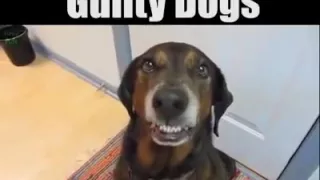 Guilty dogs ( Виноватые собаки)