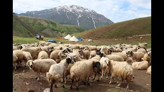 Sultan dağı eteklerinde Şavaklar