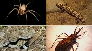 VIDEO: 8 of the most venomous creatures in Arizona