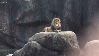 Epic Lion Roar at Lincoln Park Zoo #youtube #viral #shorts #tech