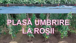 Am pus PLASĂ UMBRIRE LA ROŞII. Arsuri solare la roşii. Defoliere roşii