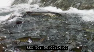 Sockeye salmon swimming upriver stock footage
