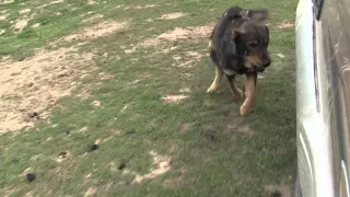 Tajik shepherd dog attacks a car and bites a tire