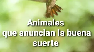 Animales que anuncian la buena suerte 🍀🍀🍀