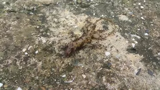 Муравьи тащат мёртвую ящерицу