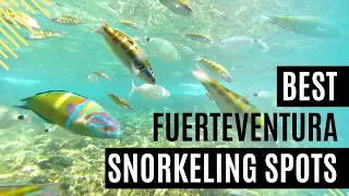 ☀️🌴 Snorkeling on Fuerteventura | Corralejo - Los Lobos🤿