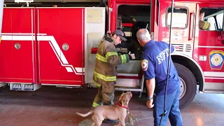 A castaway pit bull has become a celebrity firedog for the City of Newburgh fire department.