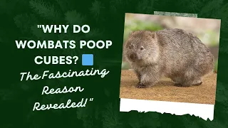 **"Why Do Wombats Poop Cubes? 🟦 The Fascinating Reason Revealed!"**