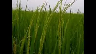 เสียงลมแห่งท้องทุ่งนา (Sound of Rice Field)