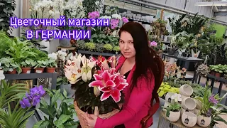 КОМНАТНЫЕ РАСТЕНИЯ/ОГРОМНЫЙ ОБЗОР В ЦВЕТОЧНОМ МАГАЗИНЕ В ГЕРМАНИИ/ #цветы #влог #обзор#германия#