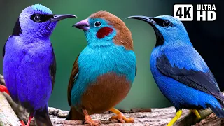 Magnificent Blue Birds | Stunning Nature | Relaxing Birds Sound | Symphony of Serenity - No Music