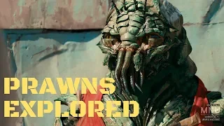 Prawns and District 9: Our Best Worst Allegory