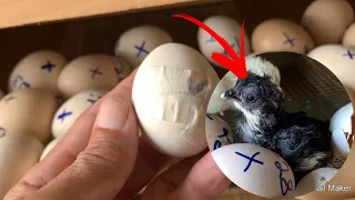 Chick hatched from a BROKEN Egg ! Rescuing Broken Egg
