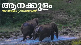 ആനക്കുളം | The Land of Wild Elephants | Anakulam, Idukki | Kerala