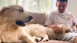 Golden Retriever Meets New Baby Kitten for the First Time!