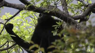 Black Crested Gibbon Singing His Lungs Out!