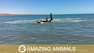 Daredevil Paddles Close to Great White Shark