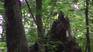 The 15 Bigfoot Was Standing Clearer Today 6-24-18