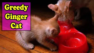 Greedy Ginger Kitten Stealing Food From Other Cats (featuring Allan Angelo)