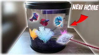 Moving ALL MY RARE BETTA Fish In NEW AQUARIUM!